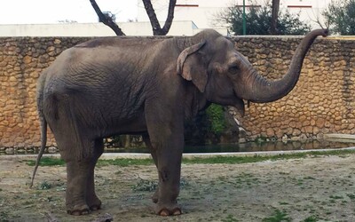 Zomrel najsmutnejší slon na svete, ktorý strávil 43 rokov osamote a izolácii v zoologickej záhrade