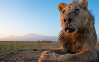 Zomrel najstarší lev na svete. Podľahol zraneniam, ktoré mu spôsobili pastieri