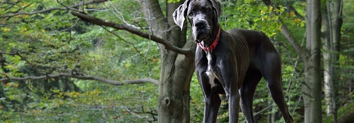 Zomrel najväčší pes na svete, ktorý sa len nedávno zapísal do Guinessovej knihy rekordov. Doga menom Kevin sa dožila 3 rokov