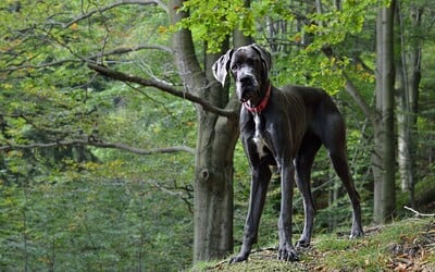 Zomrel najväčší pes na svete, ktorý sa len nedávno zapísal do Guinessovej knihy rekordov. Doga menom Kevin sa dožila 3 rokov