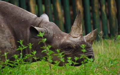 Zemřel pravděpodobně nejstarší nosorožec na světě. Šlo o 57letou samici, které říkali Fausta