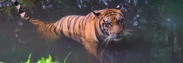 Zomrel tiger menom Putin, ktorý sa narodil v Česku. Zlyhalo mu srdce