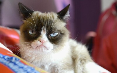 Zemřela Grumpy Cat. Kočku z legendárního meme přemohla infekce