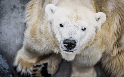 Zoo Praha utratila lední medvědici Boru, byla ochrnutá na pravou polovinu těla