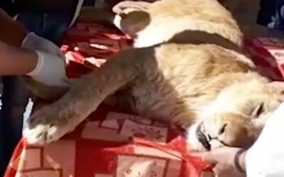 Zoo odstránila pazúre levíčaťu v umelom spánku, aby sa s ním mohli hrať návštevníci. Krvavý zákrok má zaručiť bezpečnosť