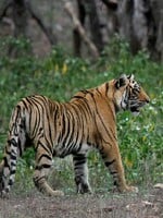 Zoo v Dánsku vyzýva ľudí, aby im darovali zvieratká, ktoré nechcú. Hľadajú totiž potravu pre predátory