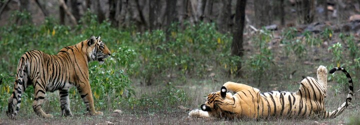 Zoo v Dánsku vyzýva ľudí, aby im darovali zvieratká, ktoré nechcú. Hľadajú totiž potravu pre predátory
