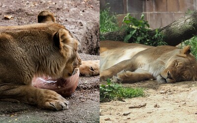 Zoologická záhrada odstránila levici pazúry, aby sa s ňou mohli hrať deti a nebola taká agresívna