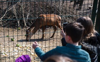 Zoologické záhrady reagujú na nebezpečný vírus. Rušia podujatia na celý ďalší mesiac