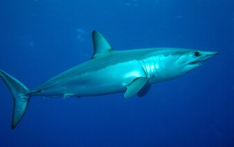 Žraloci u pobřeží Floridy zřejmě požírají kokain, který pašeráci hází do moře
