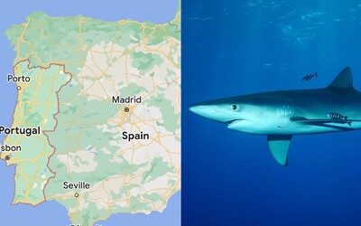 Žralok modrý útočil vo vodách európskych krajín. 