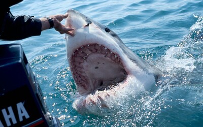 Žralok odhryzol surfistovi nohu. Po 6 rokoch mu úrady konečne povolili nechať si žraločí zub