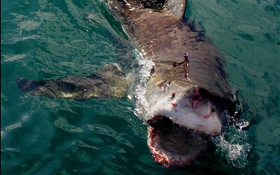 Žralok zabil turistu v obľúbenej dovolenkovej destinácii mnohých Slovákov. Plavca usmrtil neďaleko brehu, úrady už reagovali