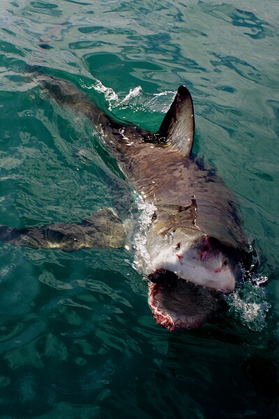 Žralok zabil turistu v obľúbenej dovolenkovej destinácii mnohých Slovákov. Plavca usmrtil neďaleko brehu, úrady už reagovali