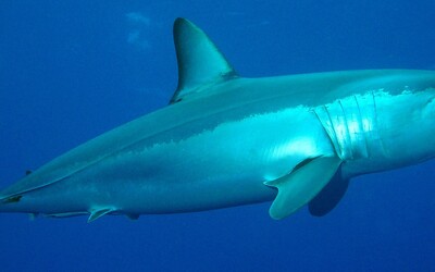 Žraloky pri pobreží Floridy zrejme požierajú kokaín. Vedci im chcú odoberať krv, aby zistili, koľko toho zvieratá požili