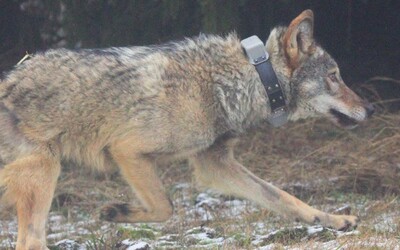 Zraněný vlk, kterého srazilo auto, se po operaci vrátil do přírody