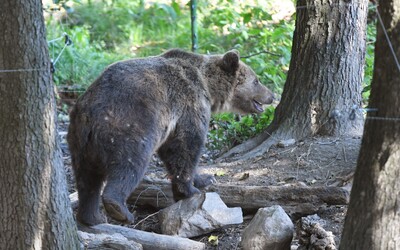 Zverejnili manuál na odstrel medveďa na Slovensku. V jedinečných prípadoch je možný aj odstrel v intraviláne