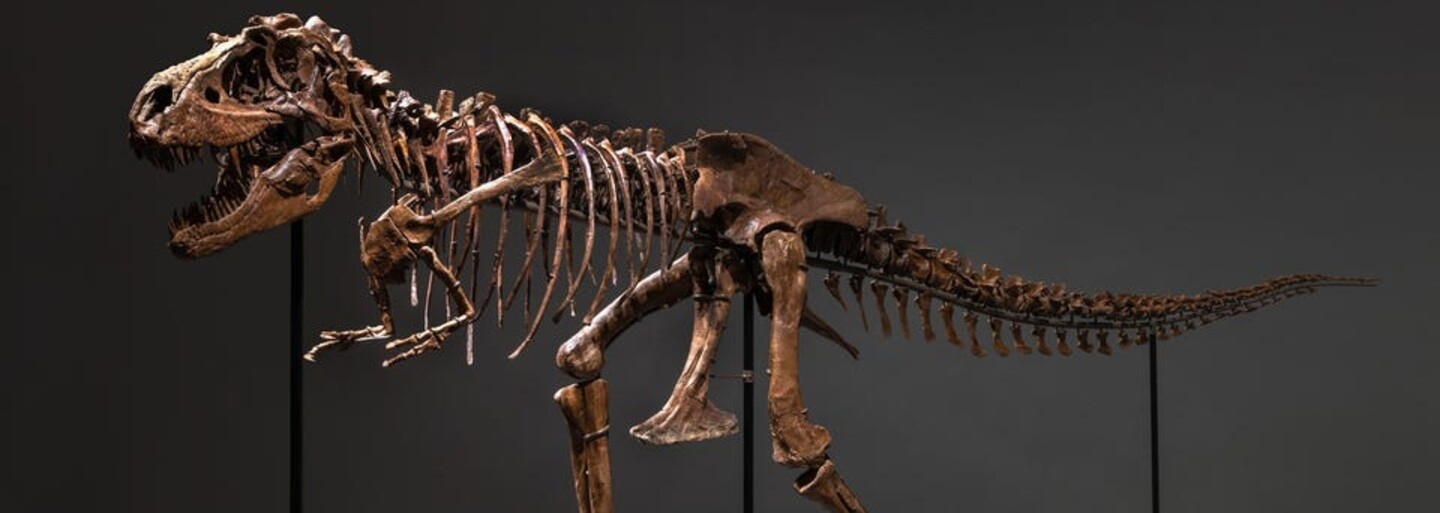 A 76-Million Years Old Gorgosaurus Skeleton Will Be Auctioned For The First Time. Experts Expect It To Sell For 8 Million. 
