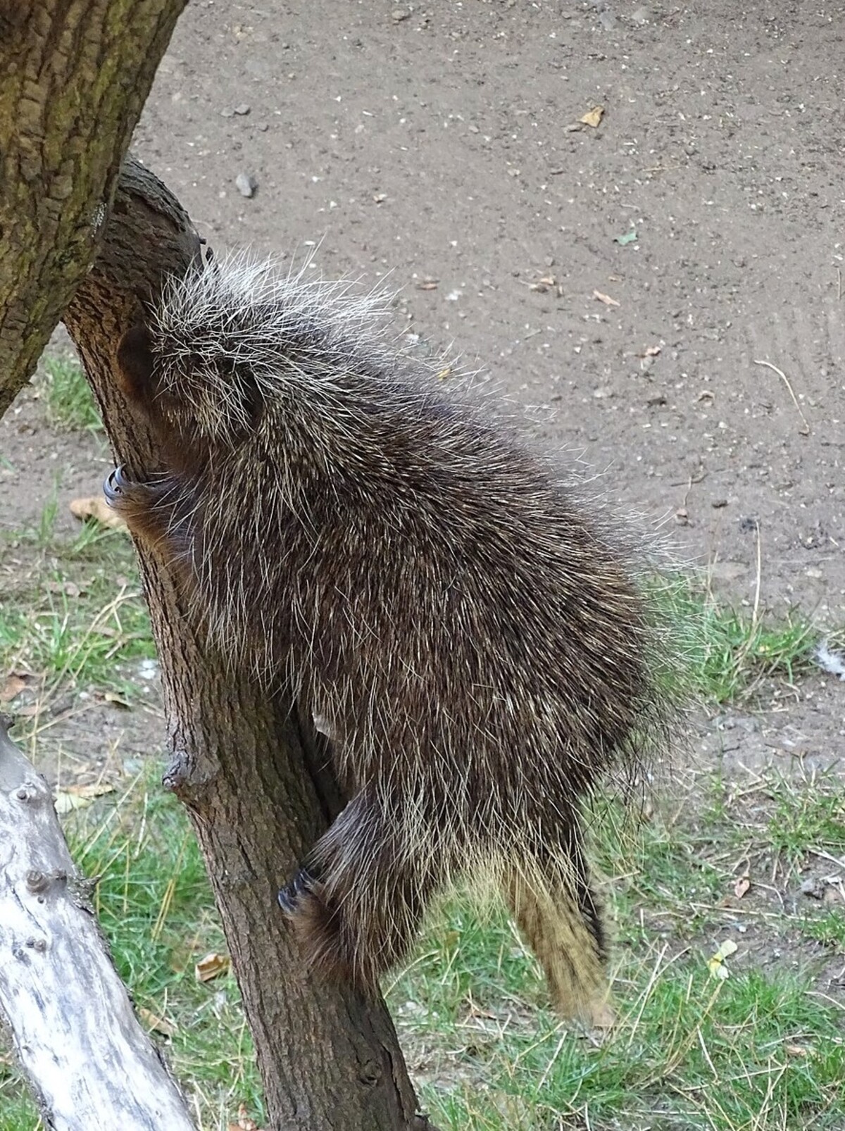 Urzon kanadský.