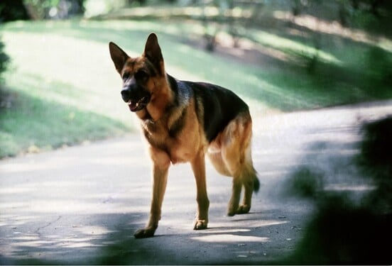 Pamatuješ na Komisaře Rexe? V roli Rexe se vystřídalo vícero psích herců. Jak se jmenoval ten původní?