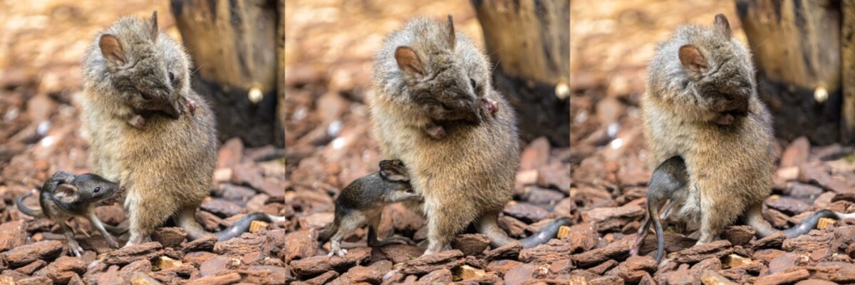 Baby rat kangaroo with female.