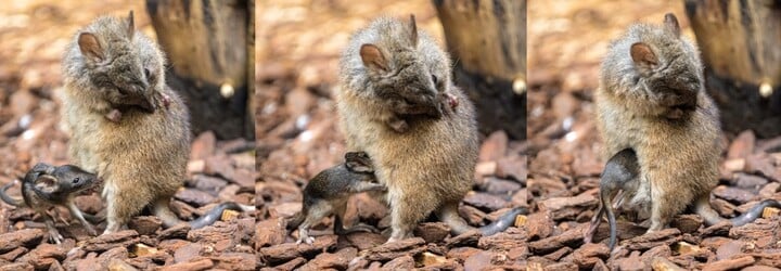 V pražské zoo se poprvé narodil klokánek krysí. Mládě můžeš pozorovat ve vnitřní expozici Darwinova kráteru