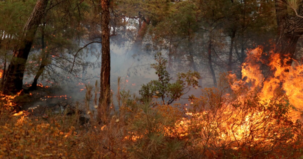 V Česku stále hrozí požáry kvůli teplému a slunečnému počasí. Na co si dát pozor?