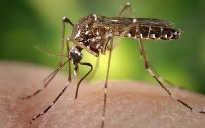 Na Slovensku potvrdili výskyt invázneho komára. Môže prenášať nebezpečné choroby.