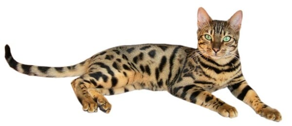 Toto relativně mladé plemeno vzniklo křížením domácí a divoké kočky. Jak se nazývá tato temperamentní hybridní kočka?