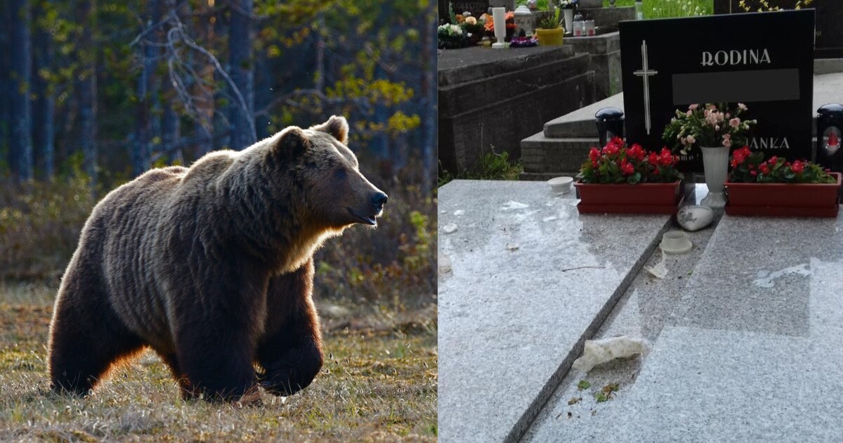Medvědi způsobili na slovenském hřbitově spoušť. Lákají je svíčky