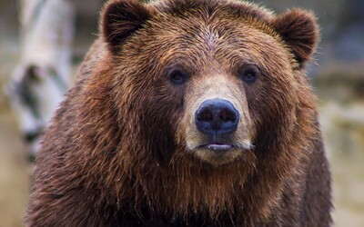 Zásahový tím odstrelil v Sučanoch problémového medveďa. Trojročný samec vchádzal obyvateľom do záhrad.