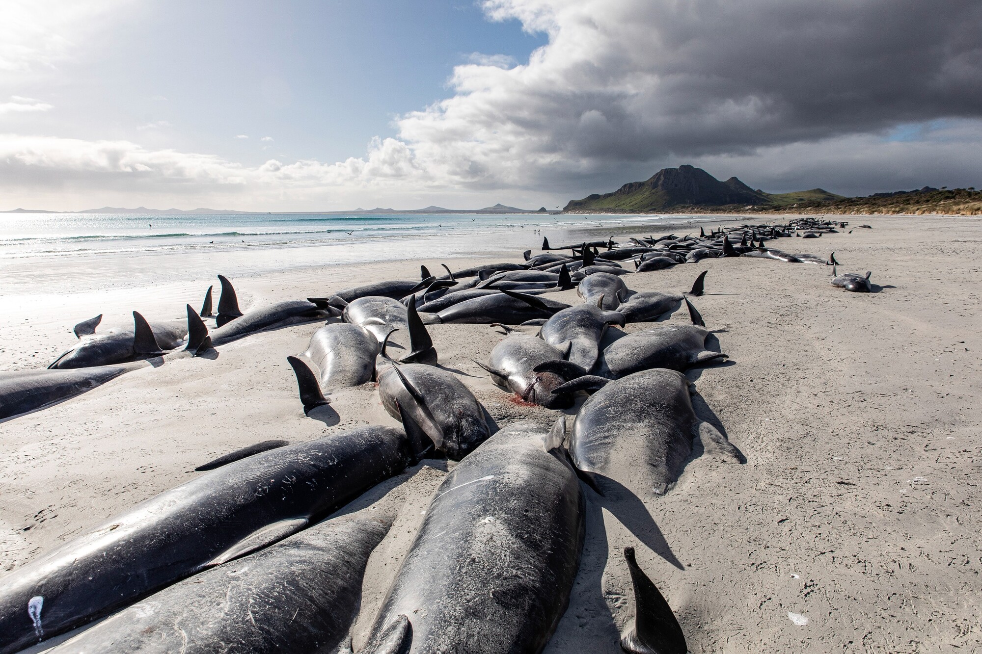Uhynuté guľohlavce (delfíny dlhoplutvé), ktoré uviazli na pláži Tupuangi na novozélandských Chathamských ostrovoch. Počet uhynutých guľohlavcov sa zvýšil na 500 jedincov. (8. október 2022)
