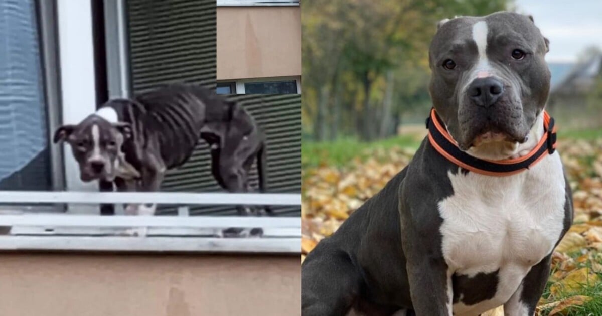 Z parapetu do náruče lásky. Případ týraného psa otřásl Českem, dnes má milující rodinu