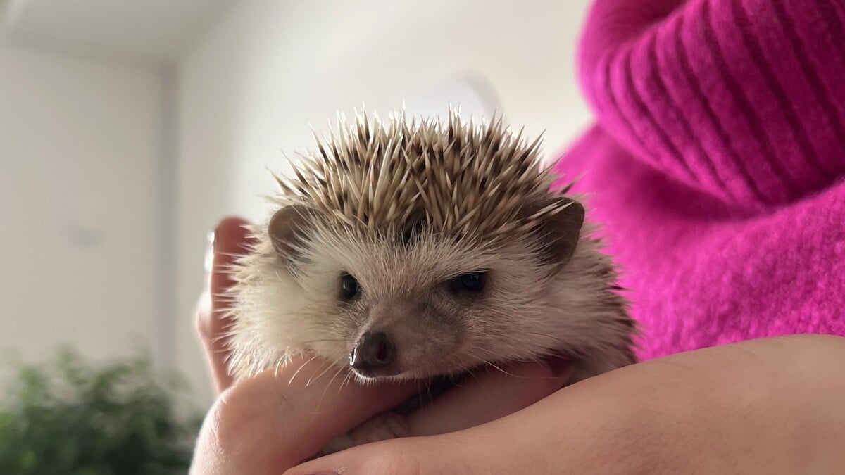 Ježkoterapia je osvedčená metóda, ktorá je užitočná pre klienta aj terapeuta.