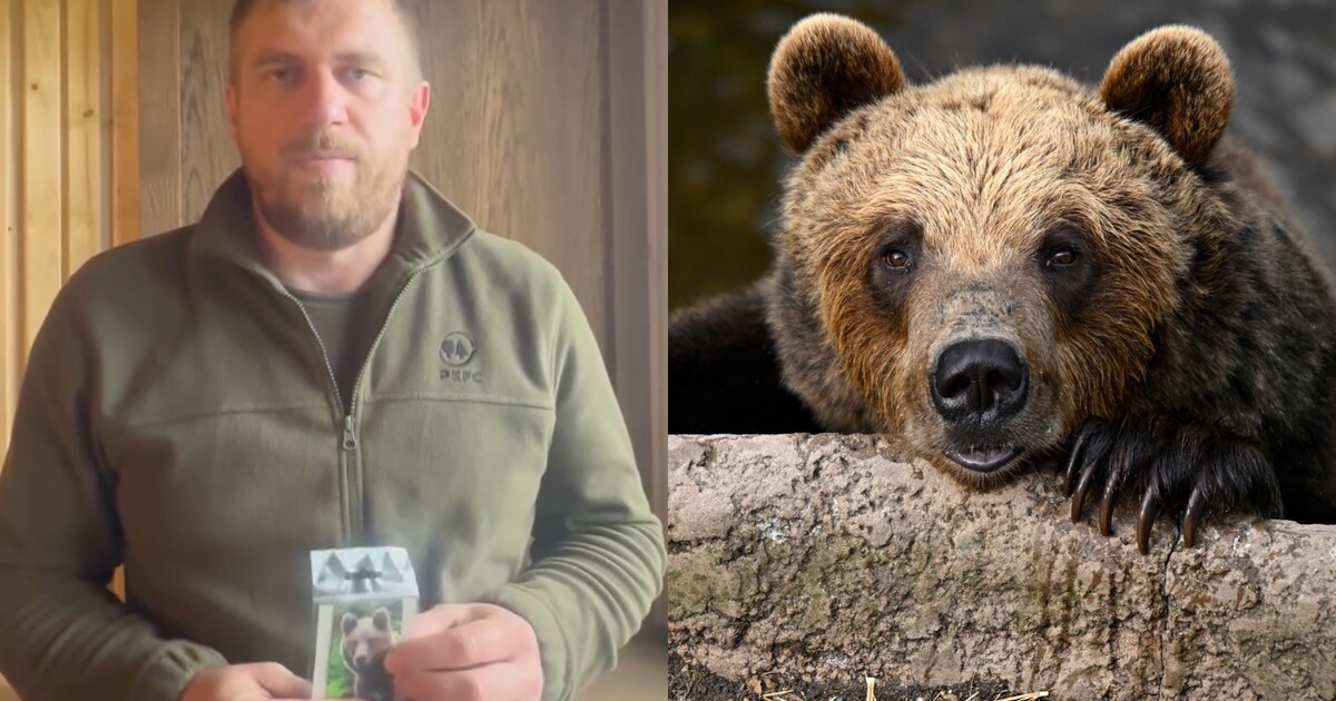 Problémoví medvědi ze Slovenska poputují na talíř. Jejich maso bude k dostání v restauracích