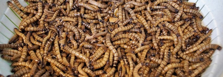 Jezte larvy a bojujte tak se změnou klimatu, vyzývají vědci