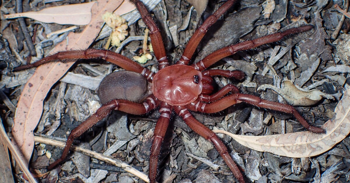 Podívej se na nový druh velkého pavouka. Staví si podzemní nory a dožívá se více než čtyřiceti let