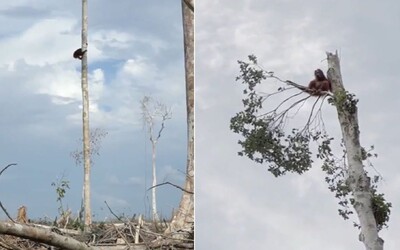 Orangutan prišiel kvôli ľuďom o svoj domov. Emotívna scéna z dokumentu od Netflixu dojíma divákov k slzám