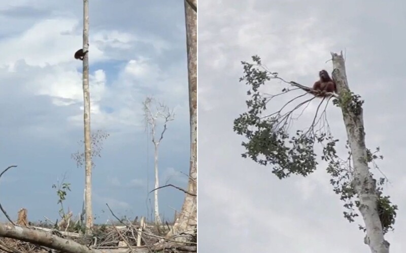 Orangutan přišel kvůli lidem o svůj domov. Emotivní scéna z dokumentu od Netflixu dojímá diváky k slzám.