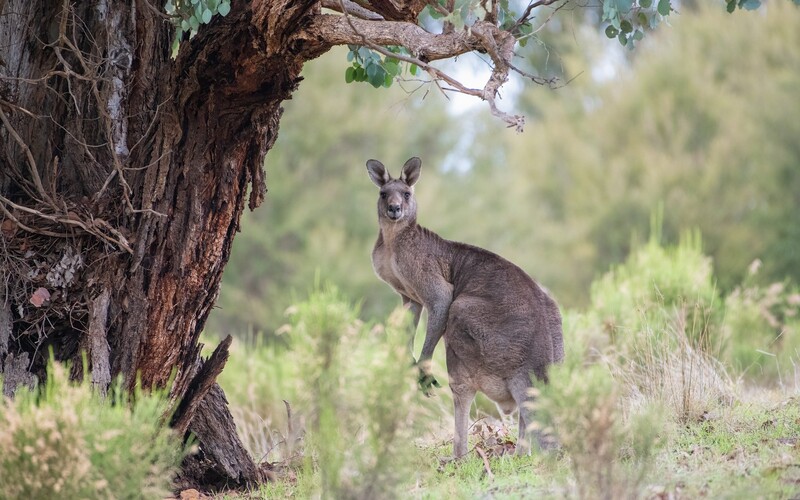 V Austrálii zabila divoká kengura muža, ktorý ju držal v zajatí. Polícia musela počas záchrany zviera zastreliť.