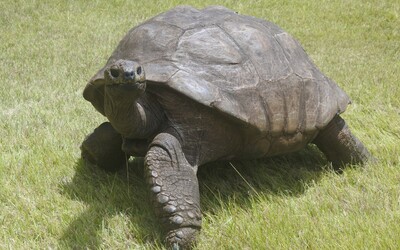 Želva Jonathan, nejstarší suchozemské zvíře na světě, oslavila 190. narozeniny. Může být ale i starší.