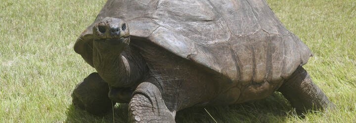 Želva Jonathan, nejstarší suchozemské zvíře na světě, oslavila 190. narozeniny. Může být ale i starší