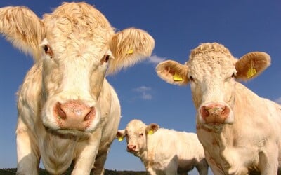 Ve Švýcarsku vynalezli krmivo, díky kterému krávy tolik neohřívají planetu.