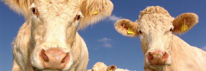Ve Švýcarsku vynalezli krmivo, díky kterému krávy tolik neohřívají planetu