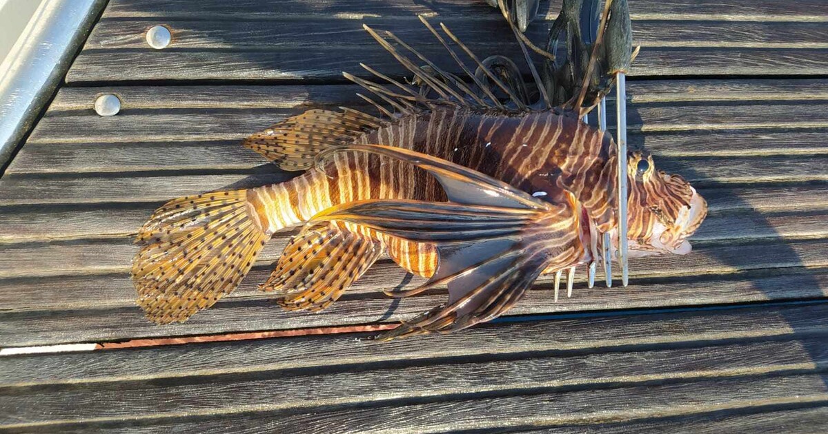 V Chorvatsku ulovili exotickou jedovatou rybu. Při doteku způsobuje silné bolesti