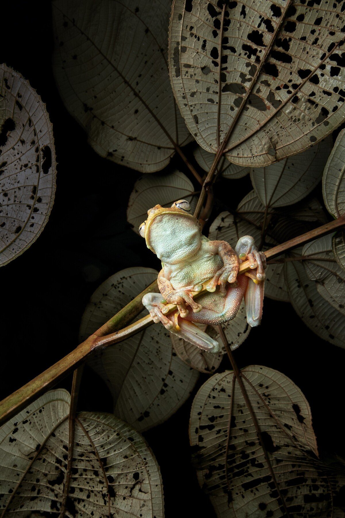 Petr Bambousek Czech Nature Photo