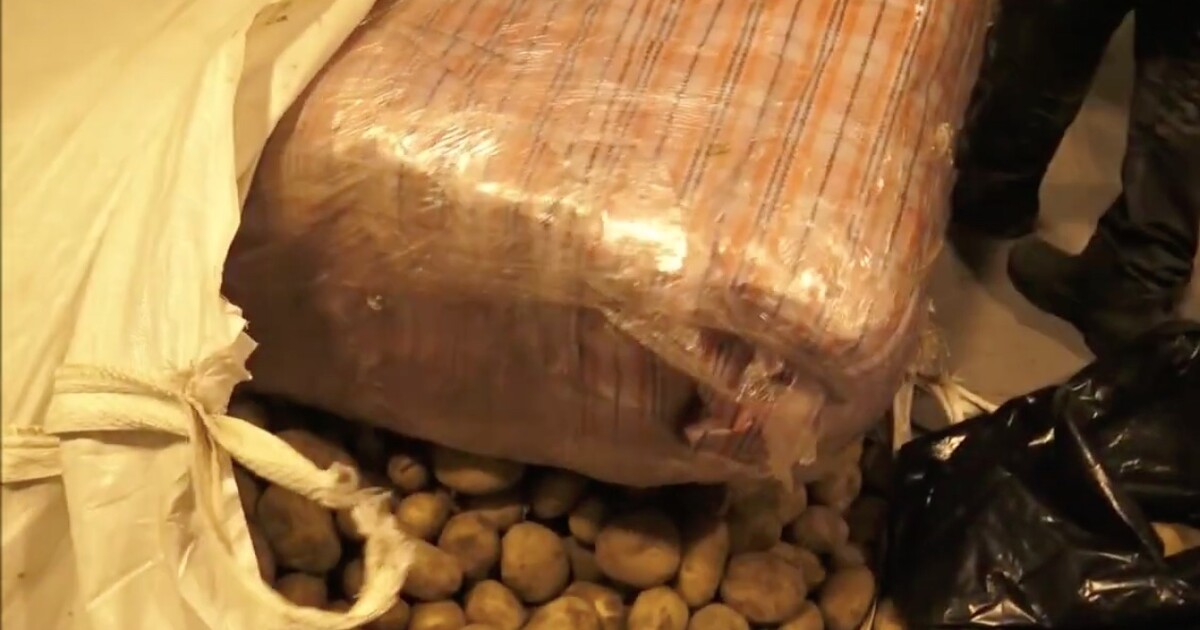 Celníci zastavili kamion s bramborami. Mezi hlízami na ně vykoukla marihuana za osm milionů korun