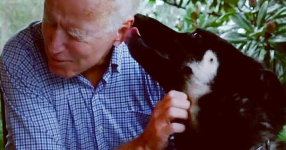 Pes Joea Bidena ošklivě pokousal ochranku. „Kdyby nebyl jeho, dali bychom ho utratit,“ píše tajná služba