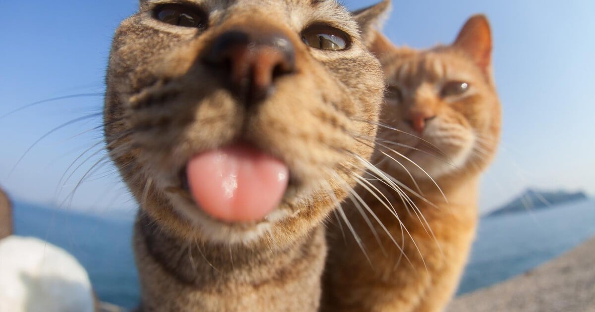 Galerie: Soutěž o nejvtipnější fotku domácích mazlíčků zná své finalisty. Jaká tě rozesmála nejvíce?