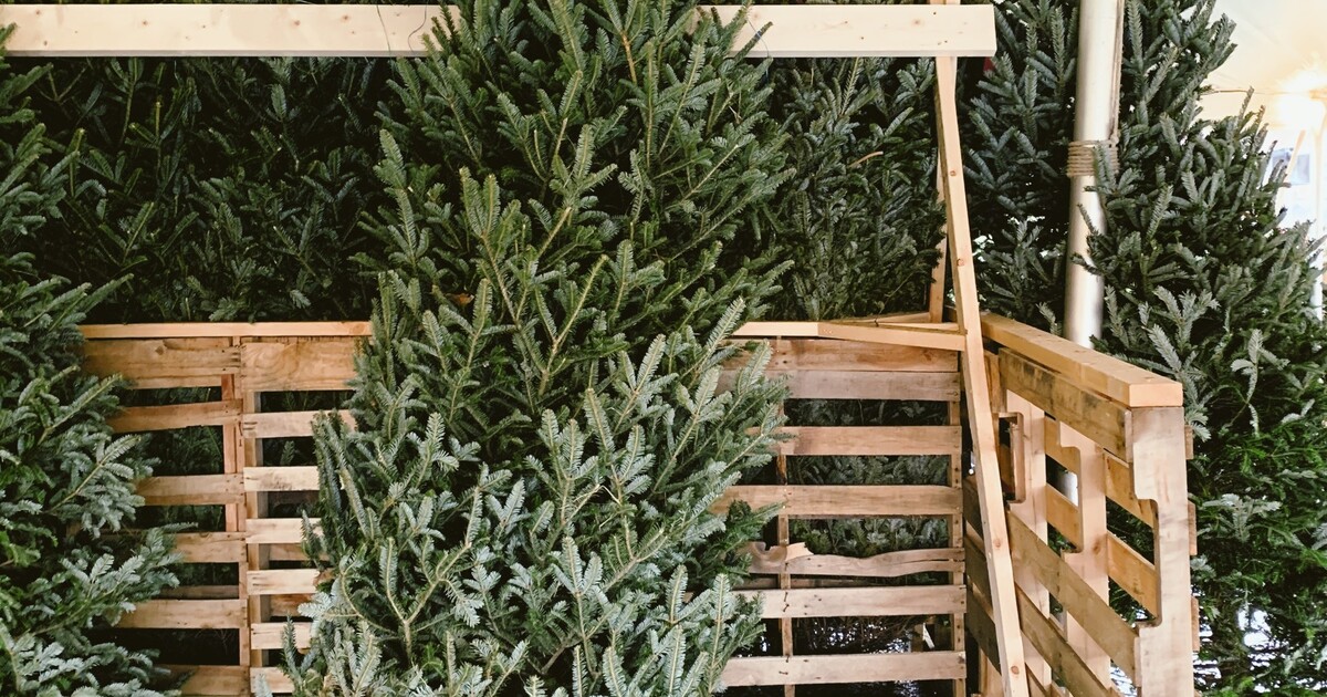 V Brně a okolí začal prodej vánočních stromů. Za kolik ho pořídíš?